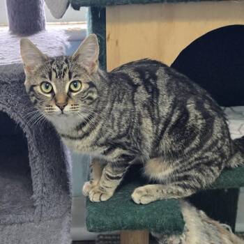 Domestic Short Hair Cats Available for Adoption in Guelph, Ontario - Evie | PetCurious