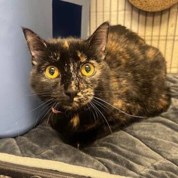 Domestic Short Hair Cats Available for Adoption in East St. Louis, Illinois - Coco-C | PetCurious