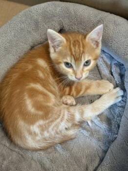 Domestic Short Hair Cats Available for Adoption in Venice, Florida - Cosmos | PetCurious