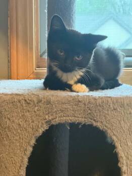 Serrano -  Domestic Short Hair Cat for Adoption in Battle Creek, Michigan - Serrano | PetCurious