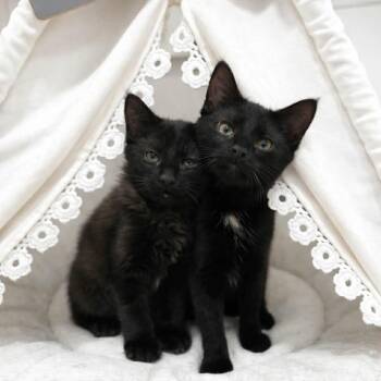 Domestic Long Hair Cats Available for Adoption - Sprocket & Mokey | PetCurious