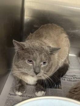 TweedleDee -  Siamese and Domestic Short Hair Cat for Adoption in North Richland Hills, Texas - TweedleDee | PetCurious