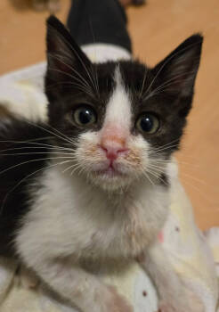 Rescue Domestic Short Hair Cats for Adoption in Salinas, California - Tubby | PetCurious