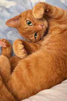 Deke -  Domestic Short Hair Cat for Adoption in Lincoln Park, New Jersey - Deke | PetCurious