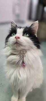 Domestic Long Hair Cats Available for Adoption in Hartville, Ohio - Parmie | PetCurious