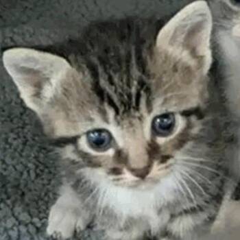 Boo -  Domestic Short Hair Cat for Adoption in New York, New York - Boo | PetCurious