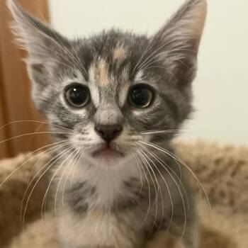 Cadillac Ranch C11492 -  Domestic Medium Hair Cat for Adoption - Cadillac Ranch C11492 | PetCurious
