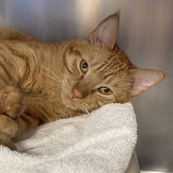PUMPKIN -  Domestic Short Hair Cat for Adoption in Las Vegas, Nevada - PUMPKIN | PetCurious