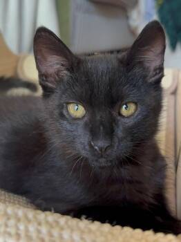 Domestic Short Hair Cats Available for Adoption in Seal Beach, California - Nibbler | PetCurious