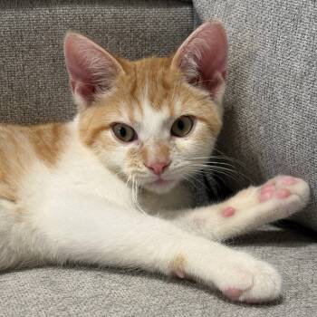 Rescue Domestic Short Hair Cats for Adoption in Laurel, Maryland - Mac-Come Meet Me 11/15/25 At The Whole Health Vet Adoption Event | PetCurious