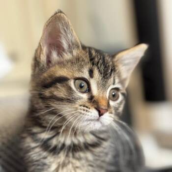 Domestic Short Hair Cats Available for Adoption - Marie | PetCurious