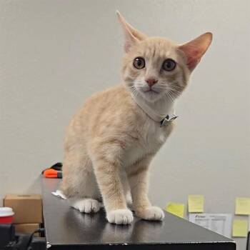 SAFFRON -  Domestic Short Hair Cat for Adoption in Wylie, Texas - SAFFRON | PetCurious