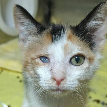 Dolly -  Domestic Short Hair Cat for Adoption in Harrisonburg, Virginia - Dolly | PetCurious