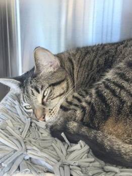 Domestic Short Hair Cats Available for Adoption in Venice, Florida - Tuesday | PetCurious