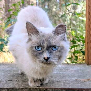 Auroa Lovable Sweetheart -  Siamese Cat for Adoption in Newport, Washington - Auroa Lovable Sweetheart | PetCurious