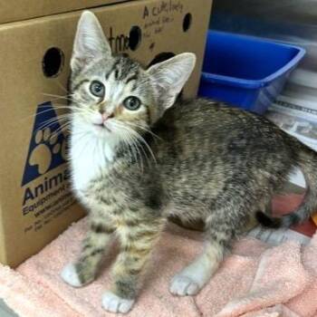 Brioche -  Domestic Short Hair Cat for Adoption - Brioche | PetCurious