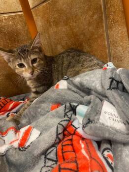 Wee Woo -  Domestic Short Hair Cat for Adoption in West Mifflin, Pennsylvania - Wee Woo | PetCurious