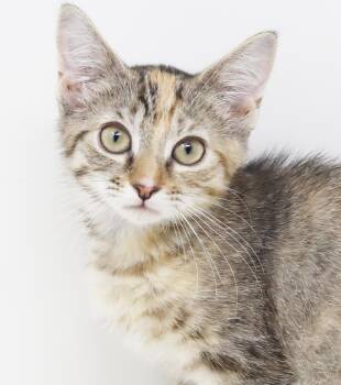 Hailey is heaven in ROUND MOON FACED kitten package -  Bengal and Torbie Cat for Adoption in Bedford Hills, New York - Hailey Is Heaven In ROUND MOON FACED Kitten Package | PetCurious
