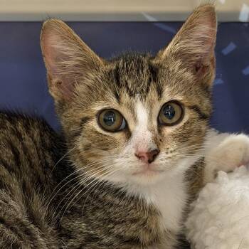 Gerry -  Domestic Short Hair Cat for Adoption in Hilton Head Island, South Carolina - Gerry | PetCurious