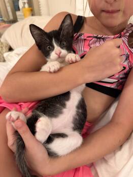 Biscuit -  Domestic Short Hair Cat for Adoption in The Woodlands, Texas - Biscuit | PetCurious