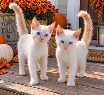 Kip & Rip -  Siamese Cat for Adoption in Vinemont, Alabama - Kip & Rip | PetCurious