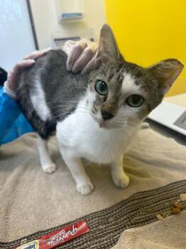 Granny Smith -  Domestic Short Hair Cat for Adoption in Raleigh, North Carolina - Granny Smith | PetCurious