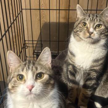 Domestic Short Hair Cats Available for Adoption in Fredericton, New Brunswick - Sony & Cher | PetCurious