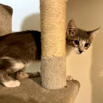 Apex -  Domestic Short Hair Cat for Adoption in Sarasota, Florida - Apex | PetCurious