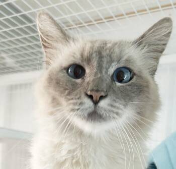 Alpine -  Siamese Cat for Adoption in Parkville, Missouri - Alpine | PetCurious