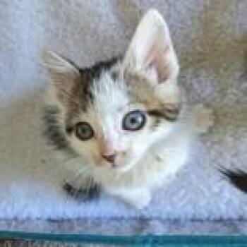 Oz -  Domestic Short Hair Cat for Adoption in Flagstaff, Arizona - Oz | PetCurious