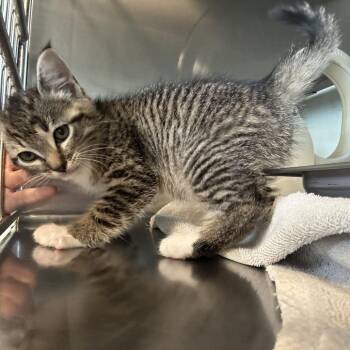Miracle -  Domestic Short Hair Cat for Adoption in Asheville, North Carolina - Miracle | PetCurious