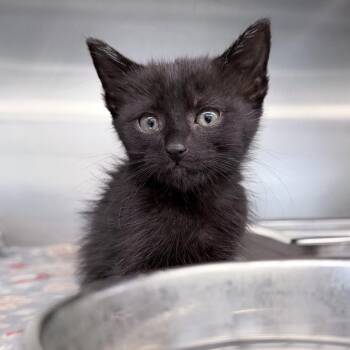 Benny -  Domestic Short Hair Cat for Adoption in Medford, Oregon - Benny | PetCurious