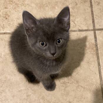 Domestic Short Hair Cats Available for Adoption in Tallahassee, Florida - Fred Dyal-ZR | PetCurious
