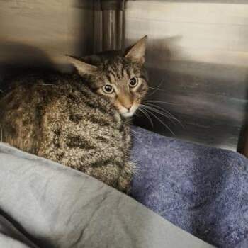 Sinbin -  Domestic Short Hair Cat for Adoption in Voorhees Township, New Jersey - Sinbin | PetCurious