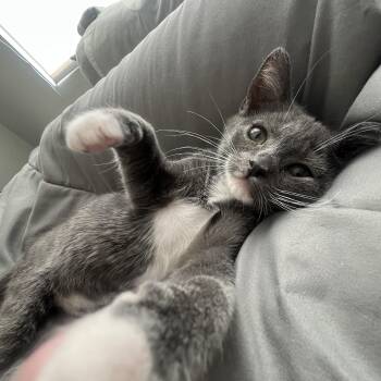 Guava -  Domestic Short Hair Cat for Adoption in Davis, California - Guava | PetCurious