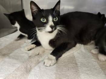 REINA* -  Domestic Short Hair Cat for Adoption in Santa Cruz, California - REINA* | PetCurious