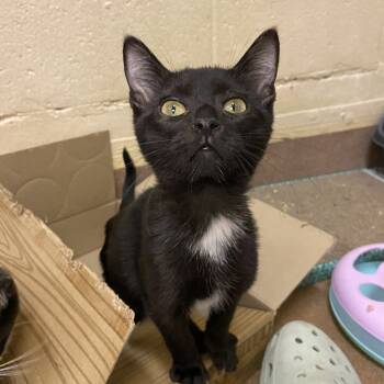 Rescue Domestic Short Hair Cats for Adoption in Los Angeles, California - Manhattan | PetCurious