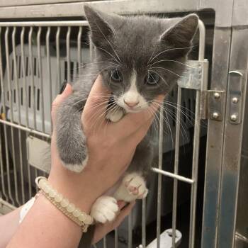 Dune -  Domestic Short Hair Cat for Adoption in Monroe, Louisiana - Dune | PetCurious