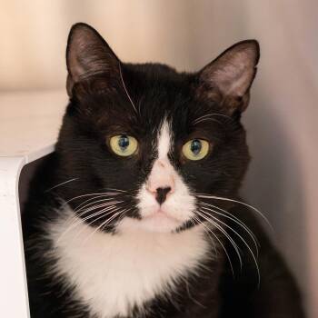 Rescue Domestic Short Hair Cats for Adoption in Briarcliff Manor, New York - Bandit | PetCurious