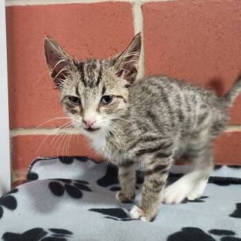 Rescue Domestic Short Hair Cats for Adoption in Cabot, Arkansas - (MED) Frankie | PetCurious