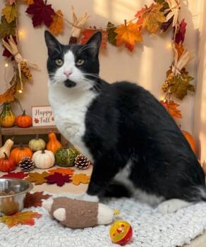 61866156 -  Domestic Short Hair Cat for Adoption in Elko, Nevada - 61866156 | PetCurious
