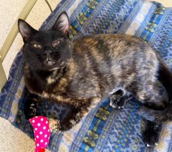 Lucy Lou -  Domestic Short Hair and Tortoiseshell Cat Available for Adoption in Seal Beach, California - Lucy Lou | PetCurious