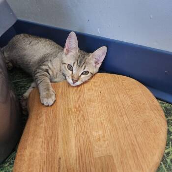 Mermaid -  Domestic Short Hair Cat for Adoption in Kingman, Arizona - Mermaid | PetCurious