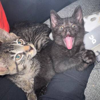 Domestic Short Hair Cats Available for Adoption in Shorewood, Illinois - Liz Phair | PetCurious