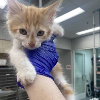 Lion King -  Domestic Medium Hair Cat for Adoption in Westminster, California - Lion King | PetCurious