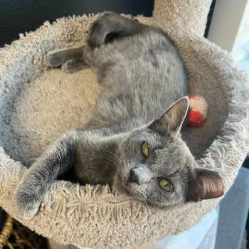 Domestic Short Hair Cats Available for Adoption in San Tan Valley, Arizona - Bunny | PetCurious