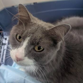 Maine Coon and Russian Blue Cats Available for Adoption in Carmel, Indiana - Poppy | PetCurious