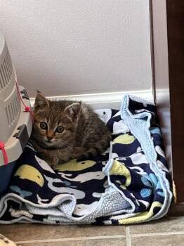 Domestic Short Hair Cats Available for Adoption in Charlotte, North Carolina - ANNIE | PetCurious