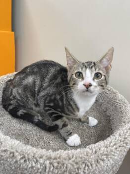 Rescue Domestic Short Hair and Tabby Cats for Adoption in Spring, Texas - Lucy-Portofino PetSmart | PetCurious