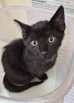 Nebula -  Domestic Short Hair Cat for Adoption in Christiansburg, Virginia - Nebula | PetCurious